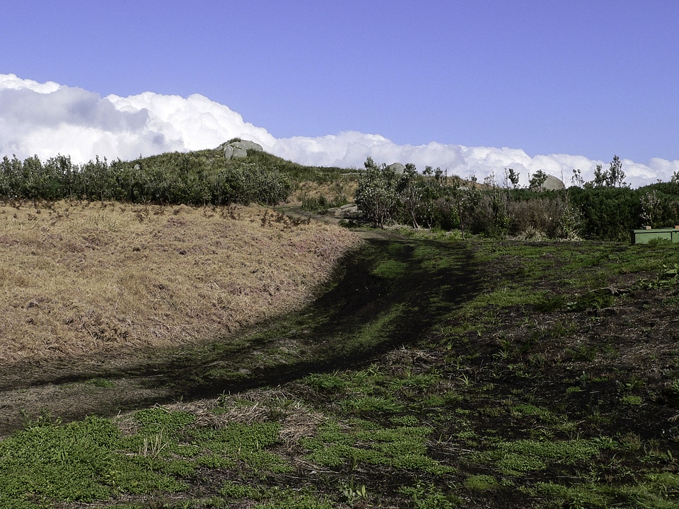 Montague Island Replanting in New South Wales, Australia