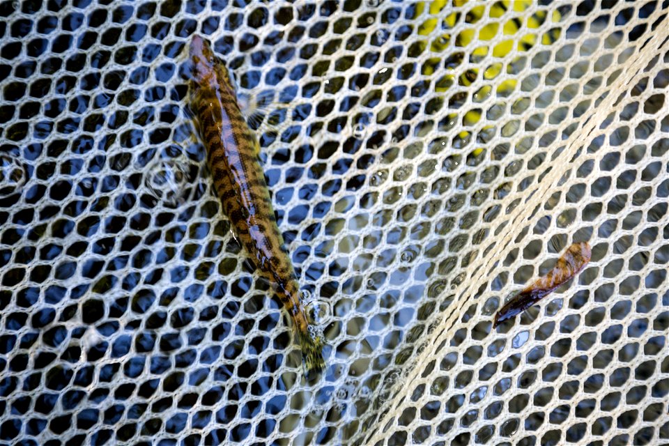 Chesapeake logperch surveying (44686829934)