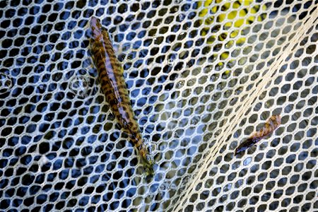 Chesapeake logperch surveying (44686829934)