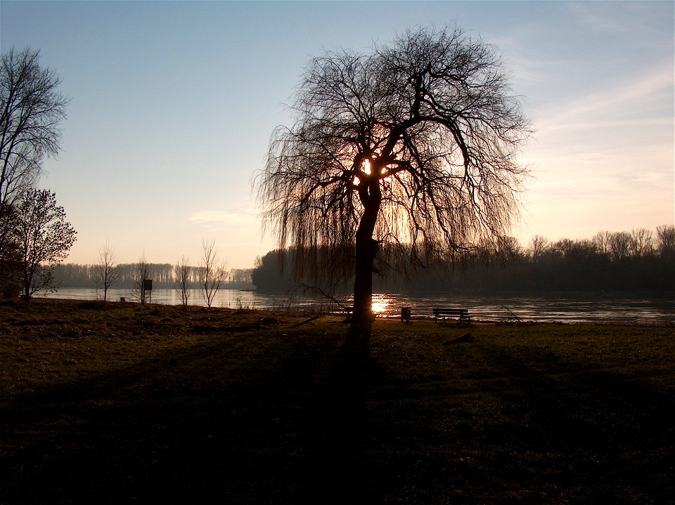 20110117Rhein_Altlussheim6