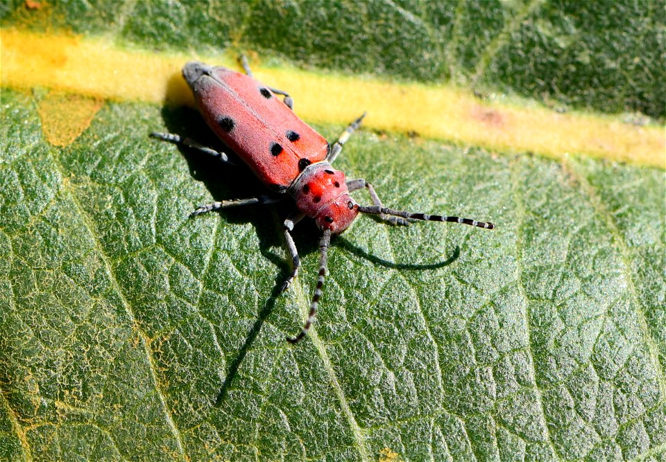 Red-femured milkweed borer Tetaopes femoratus at Seedskadee National Wildlife Refuge (51370496168)