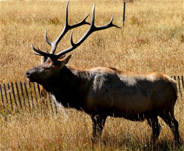 Bull Elk (29462866164)