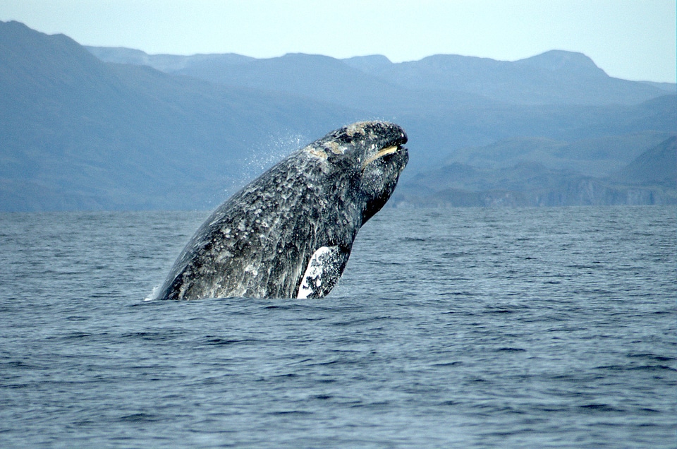 Whale jumping out of water in Baja California