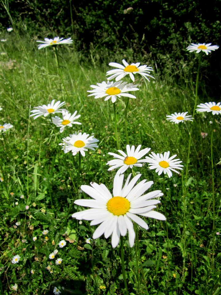 20130608Leucanthemum_vulgare1