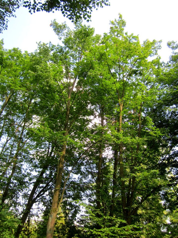 20130708Winterlinde_Marlach1