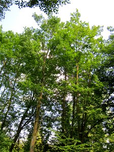 20130708Winterlinde_Marlach1