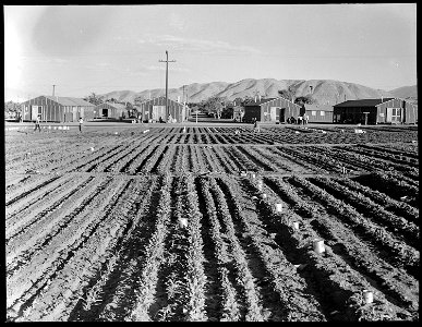 Manzanar Relocation Center, Manzanar, California. Evacuees of Japanese ancestry are growing flouris . . . - NARA - 537971 photo