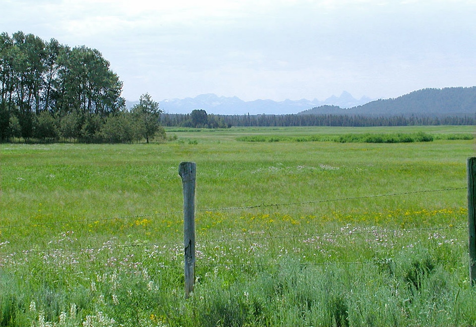 Green Meadow landscape in Island Park, Idaho