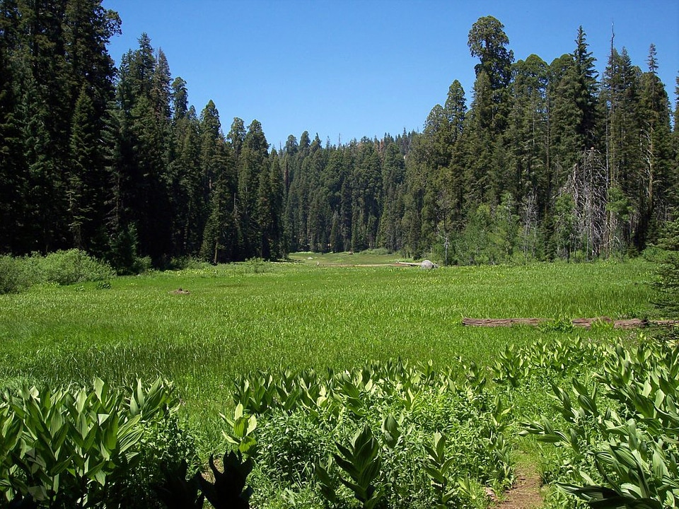 Crescent Meadow in Sequoia National Park, California