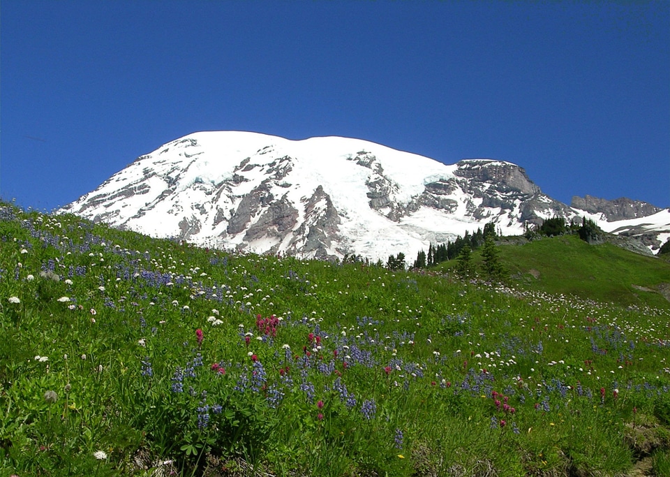 Wildflower Meadow near Paradise in Mount Rainier National Park, Washington photo