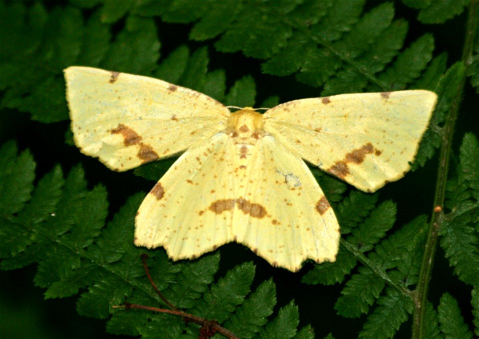 Crocus geometer (2677124458)