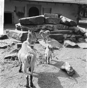 Tweeling in Artis in de familie van de Alpensteenbok, Bestanddeelnr 916-4766