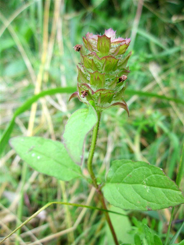 20130711Braunnelle_Oder4