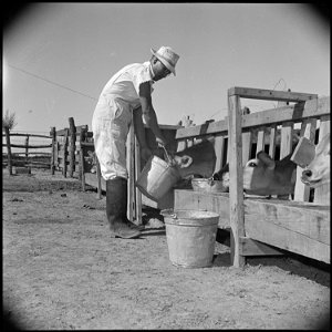 Gila River Relocation Center, Rivers, Arizona. Y.T. Sakoda, former vegetable worker from Guadalupe, . . . - NARA - 537090