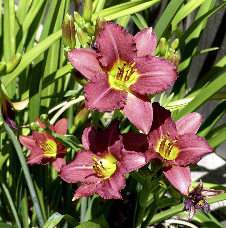 Red Lillies (48930895887)