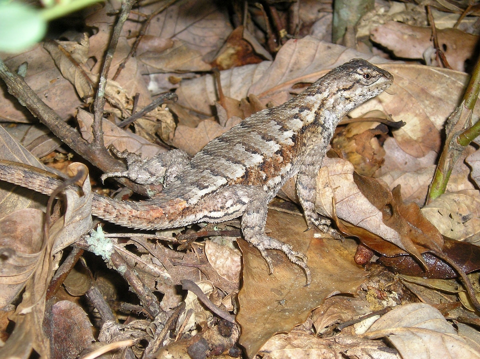 Eastern Fence Lizard - Sceloporus undulatus