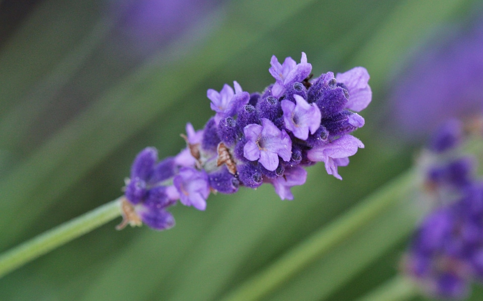 Bloom purple lavender flowers photo