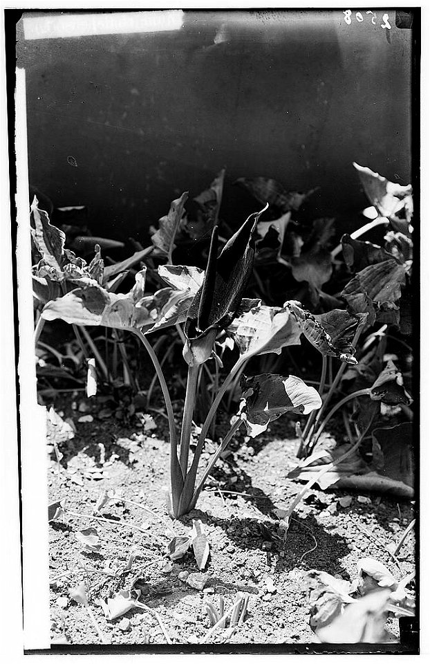 Wild flowers of Palestine. Palestine arum (Arum palaestinum Boiss) LOC matpc.00180