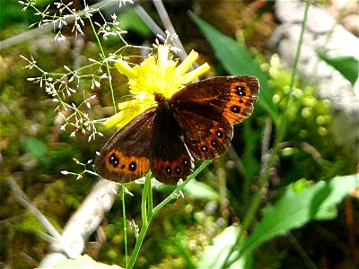 Erebia ligea - Mohrenfalter Zwieslerwaldhaus