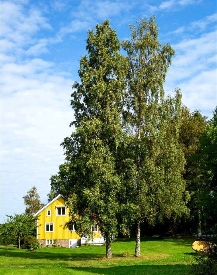 Two large birches by a house in Barkedal