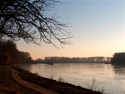 20110117Rhein_Altlussheim8