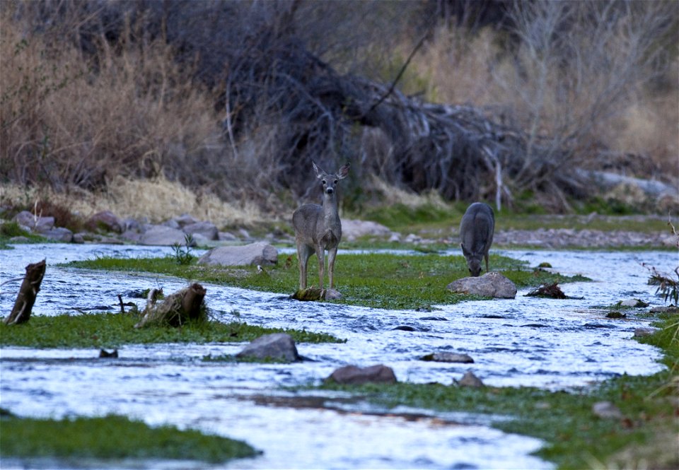 Deer in the Aravaipa Canyon Wilderness Area (26631280711)