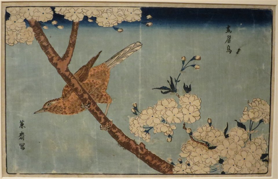 Hwamei in Cherry Blossoms by Kitao Masayosh