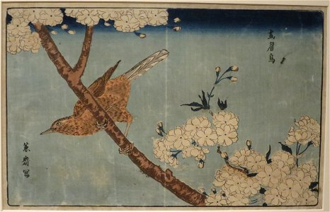 Hwamei in Cherry Blossoms by Kitao Masayosh