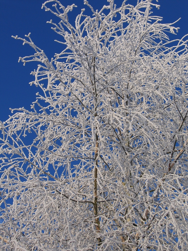 Hoarfrost hoar frost winter