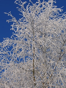 Hoarfrost hoar frost winter photo
