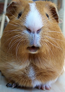Close up of a face of a Guinea Pig - Cavia porcellus photo