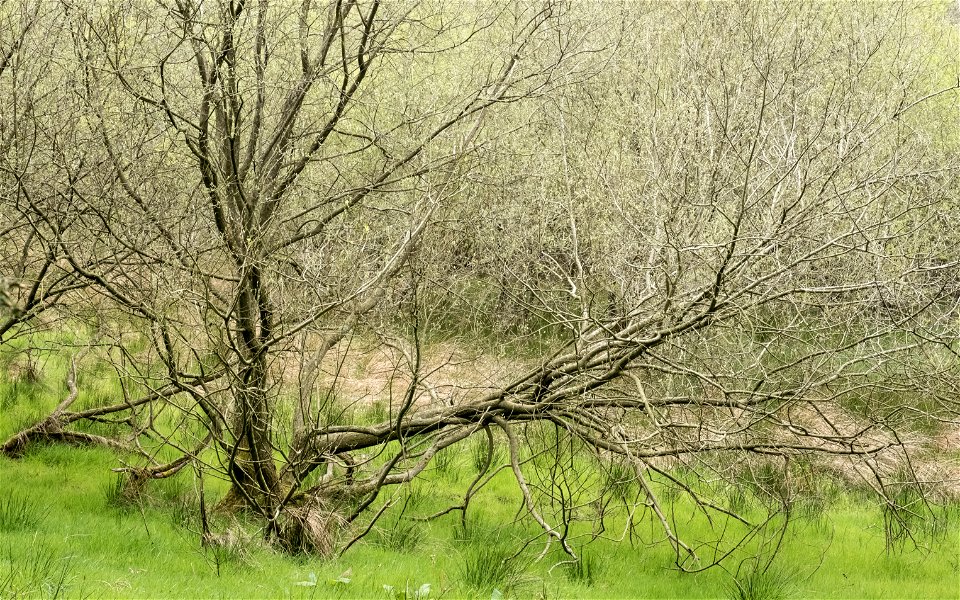 Detail, Nercwys forest area, N Wales, UK, 2021. (51201177910)