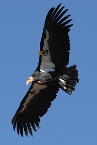 California Condor in Flight photo