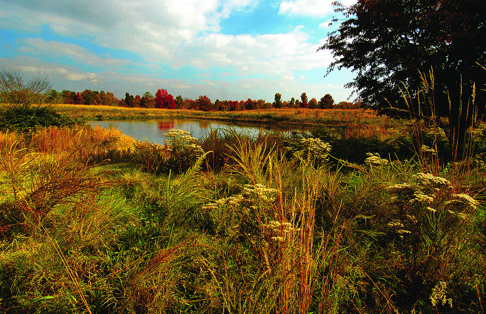 Fall Colors with grasses and trees