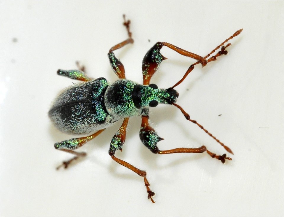 Phyllobius-arborator-14-fws