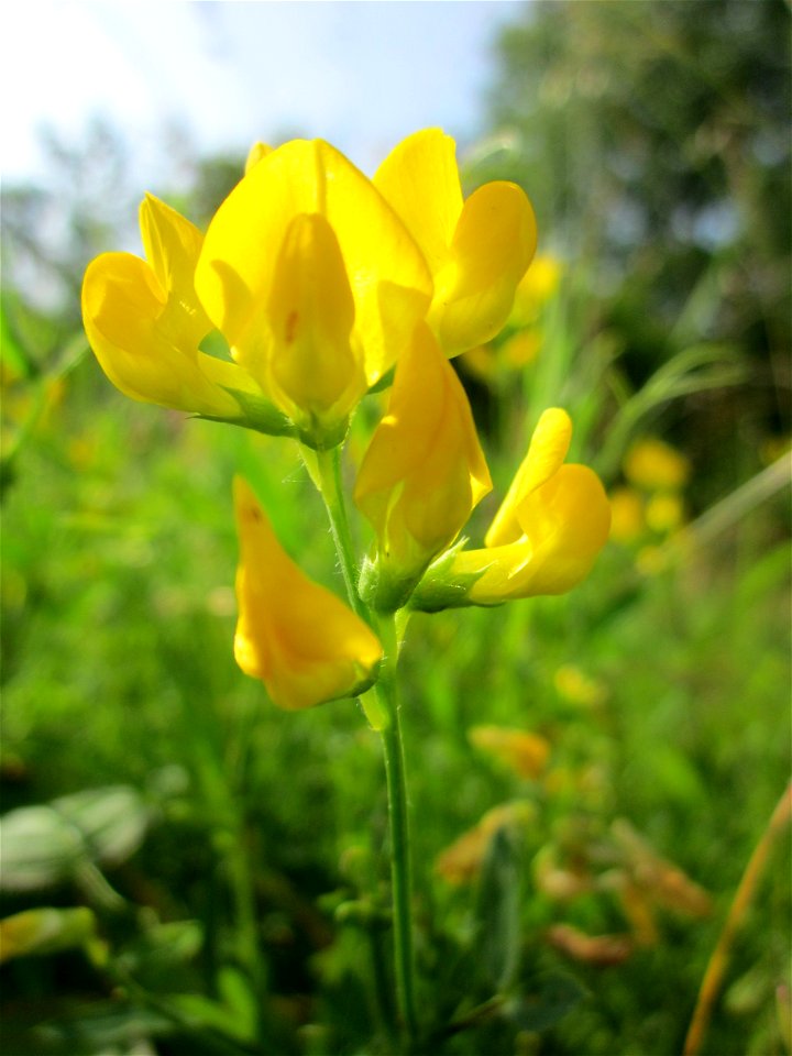 Lathyrus pratensis