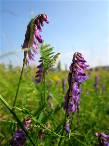 20130706Vogelwicke_Hockenheim1