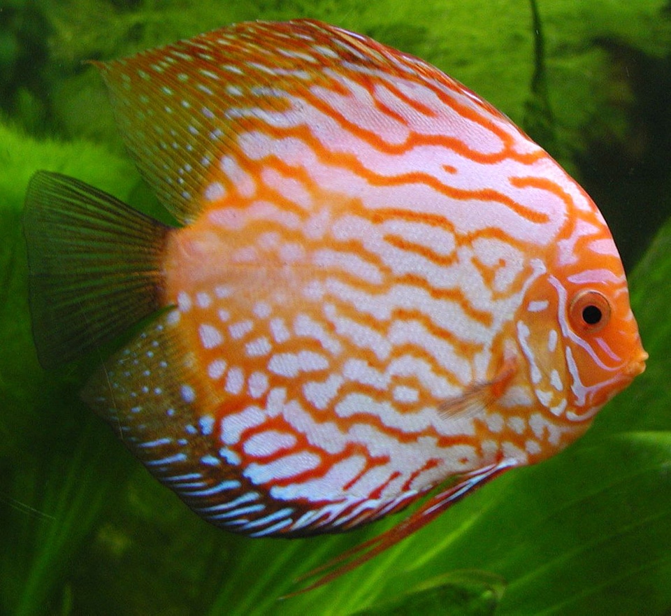 The discus Fish - Symphysodon