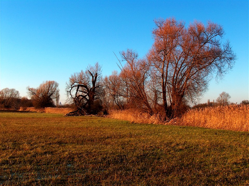20110116Naturschutzgebiet_Hockenheim02