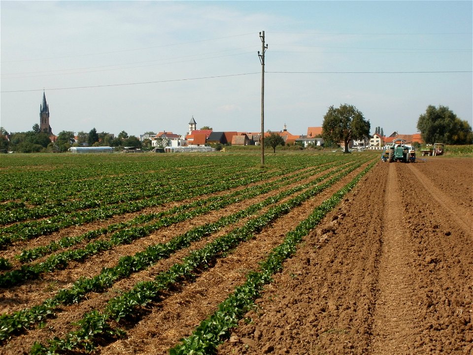 20110826Erdbeeren_Reilingen