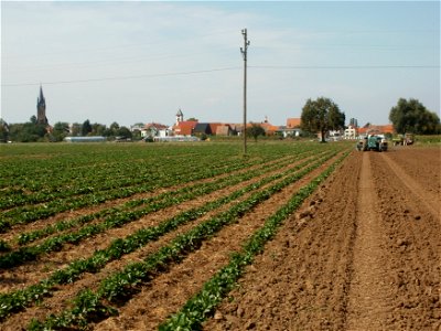 20110826Erdbeeren_Reilingen
