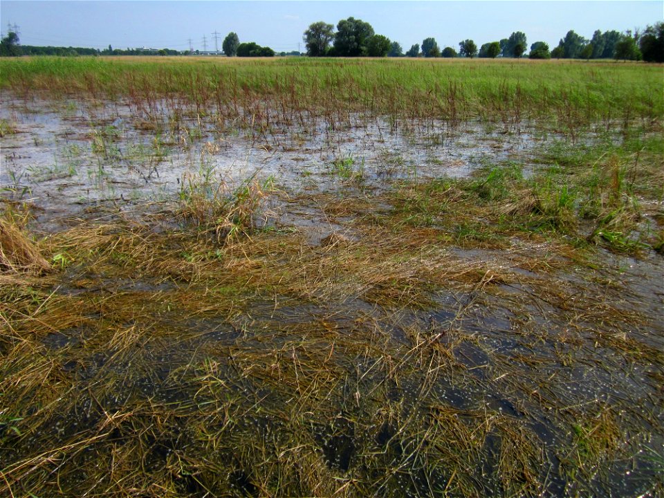 20130709Wiese_Karl-Ludwig-See3