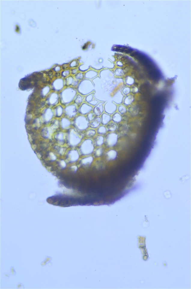 Andreaea rothii 44111018
