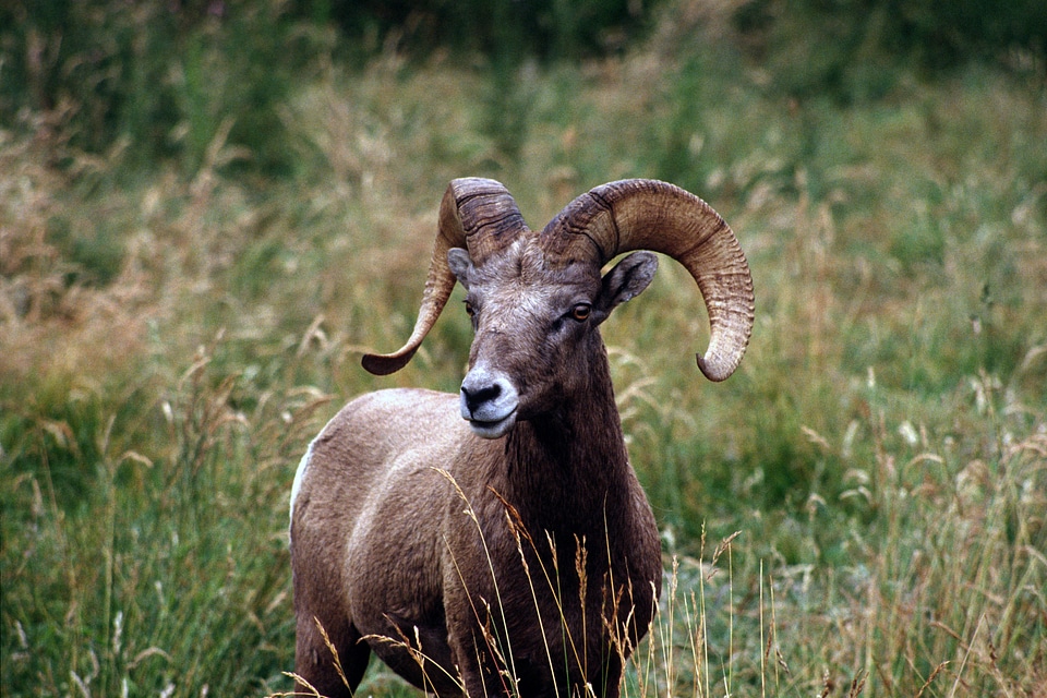 Bighorn Ram Closeup