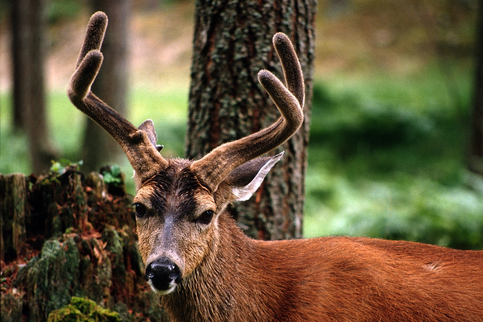 Male Deer with Horns starting to come out