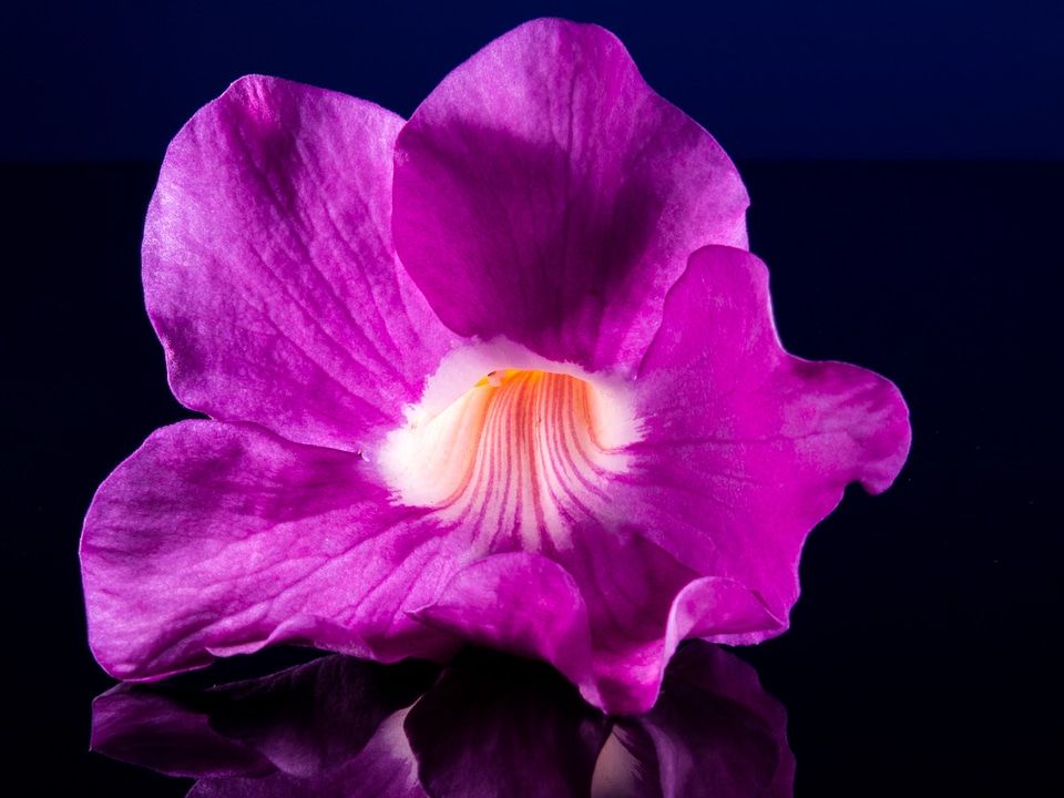 Flower purple pink close up