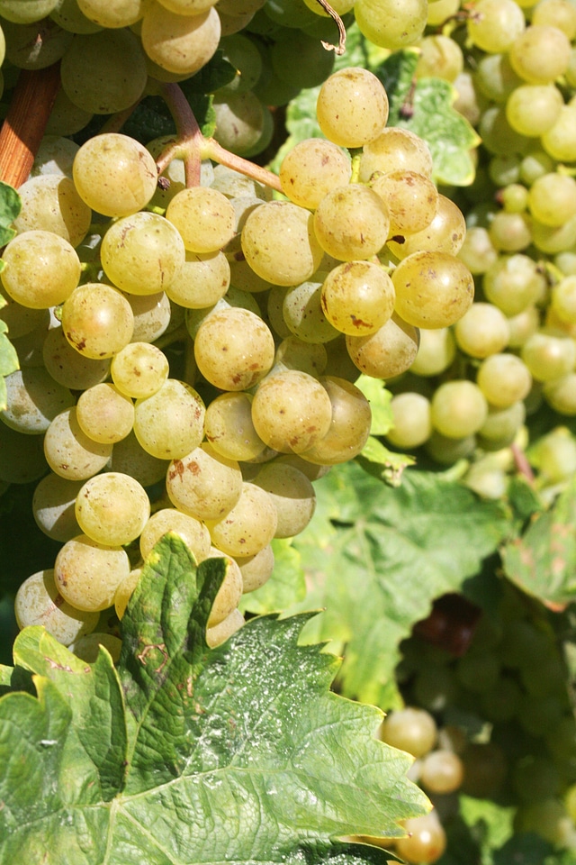 New wine vintage winemaker