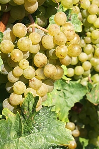 New wine vintage winemaker