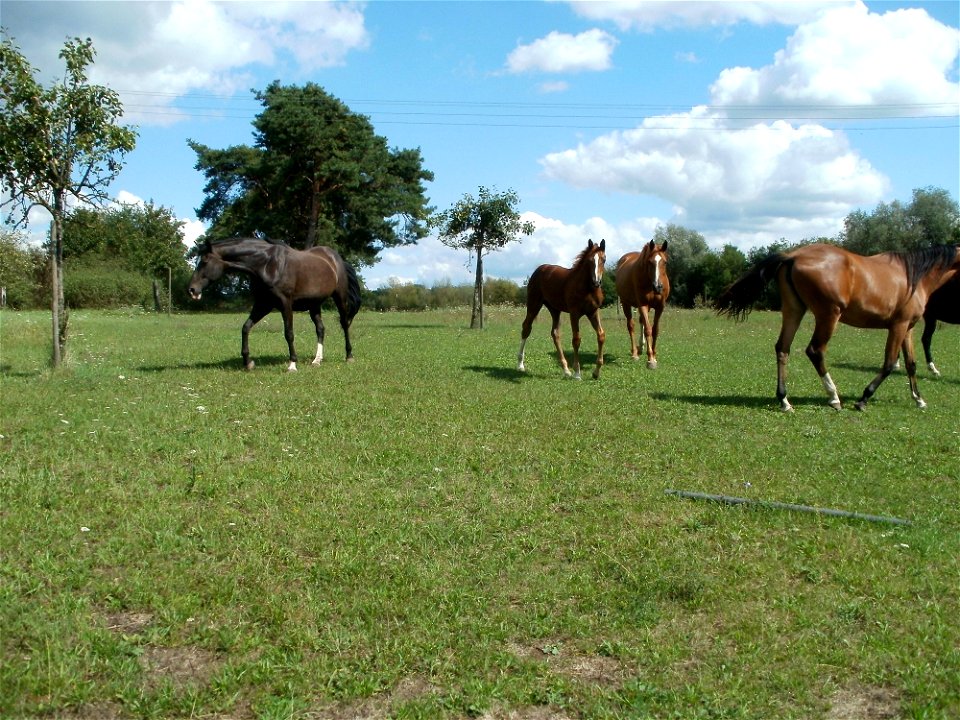 20110815Pferde_Reilingen2