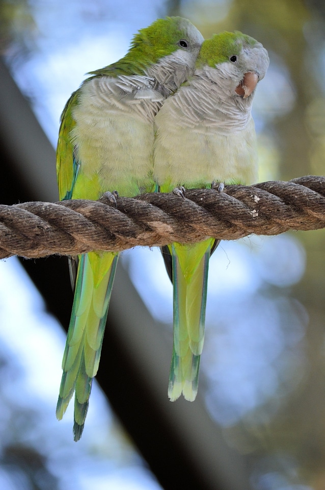 Bird fly wings